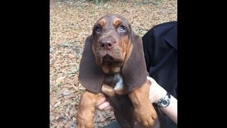 Trailing Bloodhound Pups 3 21 16 [upl. by Elam984]