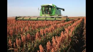 Sorghum in the Field From Planting to Harvest [upl. by Eelano]