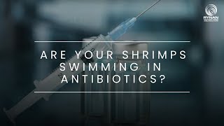 RYNAN Aquaculture Webisode 6 Are Your Shrimps Swimming in Antibiotics [upl. by Apilef]