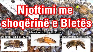 🔴Episodi 4 Njoftimi me shoqërinë e Bletës  Bletaria Shqip [upl. by Innor]