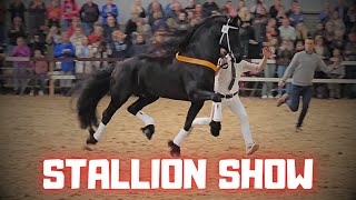 Stallion show With the worlds best approved KFPS breeding stallions  Friesian Horses [upl. by Wilder184]