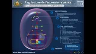 Biologia 14  Regolazione dellespressione genica [upl. by Aihsotal]