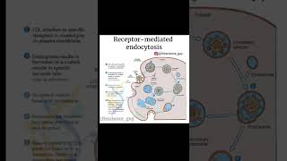 Receptor mediated endocytosisHow LDL molecules are internalized inside the cell lifescienceguy [upl. by Sucramal]