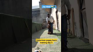 Doberman puppy learn training day 5 dog trending doglover shorts [upl. by Dolph948]