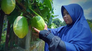 Markisa Jumbo  Markisa Erbis  Pertama kali makan buah yang sudah langka [upl. by Ahen851]