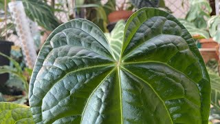 Who doesn’t love Anthurium hybrids Unboxing rare new plantsAnthurium Magnificum x Luxurian🤩 [upl. by Flip]