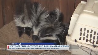 Stay alert Skunk and coyote mating seasons have arrived in central Ohio [upl. by Erdnoid]