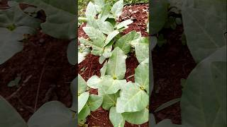 Cowpeas growing in a kitchen garden [upl. by Ribak196]