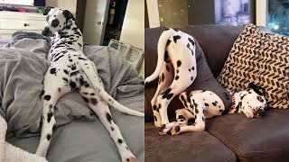 FUNNY AND CUTE DALMATIANS  THIS IS THE MOST LOVELY AND FUNNIEST VIDEO Funny Pets 🐶🤍 [upl. by Shoifet]