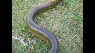 MUST SEE GIANT LAND EEL [upl. by Atinrahs]