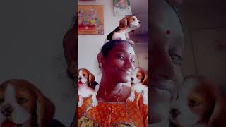 Monkey 🐒 Walking 🐵 funnychickenfunnyvideo kozhikoothugalfunny gramathukoothugalcomedymovies [upl. by Halehs]