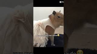 😡😡 capybara animals cute [upl. by Labina]