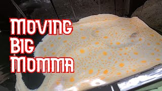 SAVING my ALBINO Boesemani Stingray [upl. by Swane]