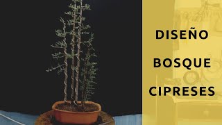 Bonsai  Bosque de cipreses • Cuprresus Seprviren Horizontalis [upl. by Lindie]