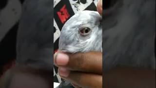 আপনি কি জানেন কবুতরের পা কেন লাল হয় viral viralvideo history trending foryou cute pigeon [upl. by Neelac]