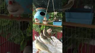 🔴Live Finches bird  Zebra finch bird  finch cute animal live birds bird yt nature [upl. by Norga]