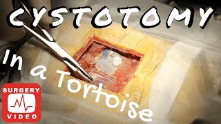 Cystotomy in a Sulcatta Tortoise [upl. by Ahern]