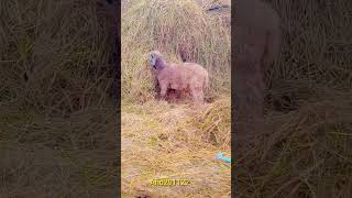 Sheep 🐑 are eating straw to gain strength and energy [upl. by Trella]