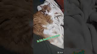 he just wants to be a purrito cats cute catvideos [upl. by Nylirej]