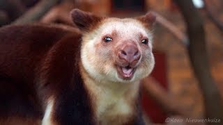 Goodfellowboomkangoeroe Wako  Goodfellows treekangaroo Wako Dendrolagus goodfellowi [upl. by Hazeefah]