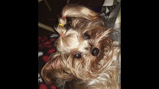 Pansy Complains To Mommy About No Cookies yorke yorkieSpoiledYorkieCOOKIESsmartdogsvideo [upl. by Anotal988]