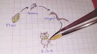 الحصة 10 دروس العلوم مباراة التعليم LEcologie écosystème Notions réseau trophique les interactions [upl. by Orual]