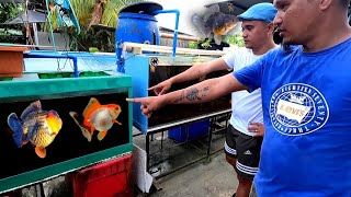 Secret of GOLDFISH grooming  Gold Fish from thailand  ft roel santillan [upl. by Assetan]