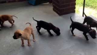 Cane Corso Pit Bull Mix  Canineownerscom [upl. by Mortie]