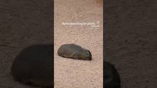 Hyrax searching for plant  funny cute funnyimages [upl. by Proudfoot]