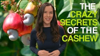 The Crazy Secrets of the Cashew Why Cashews Are Never Sold in Their Shells [upl. by Zetnahs]