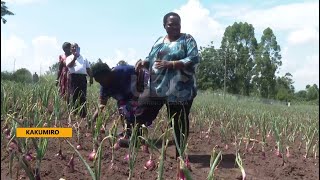 Prime Minister Nabbanja takes up farming  Onion harvest likely to cash in sh300m per harvest [upl. by Adnawat]