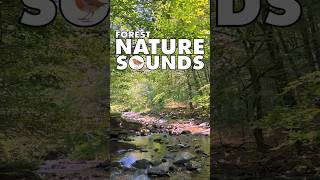 💚Nature Sounds Forest shorts naturesounds forestnaturesoundsrelaxation naturesounds 172 [upl. by Goodard]