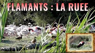 FLAMANTS ROSES  5 cris et vol nourrissage [upl. by Atilek]