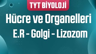 15 Organeller  Endoplazmik Retikulum  Golgi  Lizozom [upl. by Bessy635]