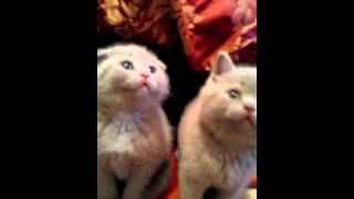 ScottishFold cats amp ScottishFold Kittens [upl. by Nerrej]