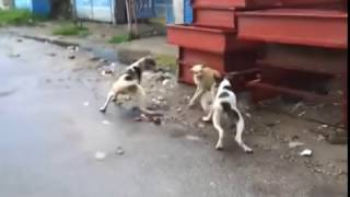 PELEA DE PERROS ASESINOS POR COMIDA [upl. by Yttak665]