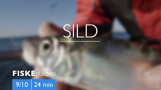 FISKEguiden 910 Sild [upl. by Eetsud183]