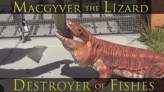 ☜ Giant lizard eats large fish [upl. by Sanchez]