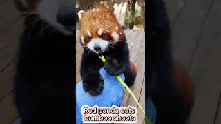 Red panda eats bamboo shoots [upl. by Ynahteb]