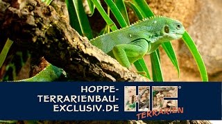 Terrarium für Fidschi Leguan  Brachylophus fasciatus [upl. by Mossolb302]