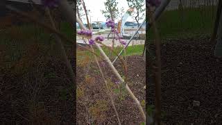 Callicarpa dichotomaPurple beauty berry [upl. by Aryn224]