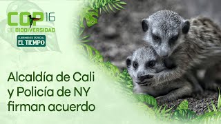 Alcaldía de Cali y Policía de Nueva York firman memorando de entendimiento para la COP16  El Tiempo [upl. by Naeruat856]