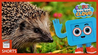 Hedgehog and Baby Animal Facts For Kids  Codey And The Cloud S1 • E2 [upl. by Bethena]