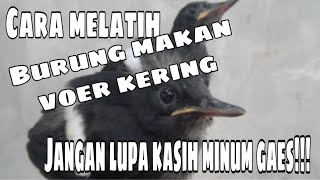 Cara melatih burung kacer makan voer kering  kelana dua bird farmshorts [upl. by Sophy974]