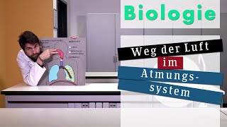 Biologie Weg der Luft im Atmungssystem während der Einatmung [upl. by Wappes]