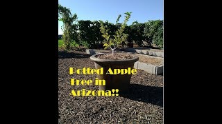 Potted Apple Tree in the Arizona Desert [upl. by Ecniuq]