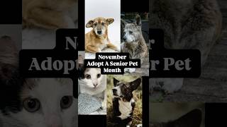 November Adopt A Senior Pet Month Find A Home Friday Becky’s Pet Care Northern Virginia [upl. by Dusty]