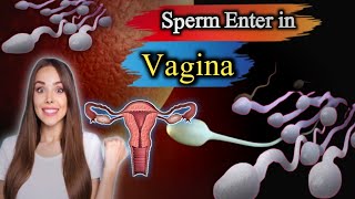 quot Sperm’s Path to Fertilization 🌟  How It Enters the Vagina and What Happens Next quot [upl. by Dlorag]