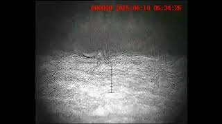 Night vision fox shooting [upl. by Candie]