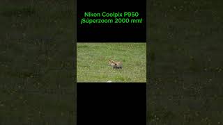 Nikon Coolpix P950💚Súperzoom [upl. by Ahseim959]